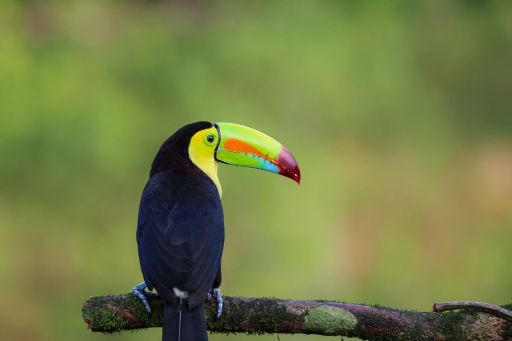 costa rica en septembre avis