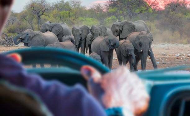 voyage sur mesure Namibie guide faune