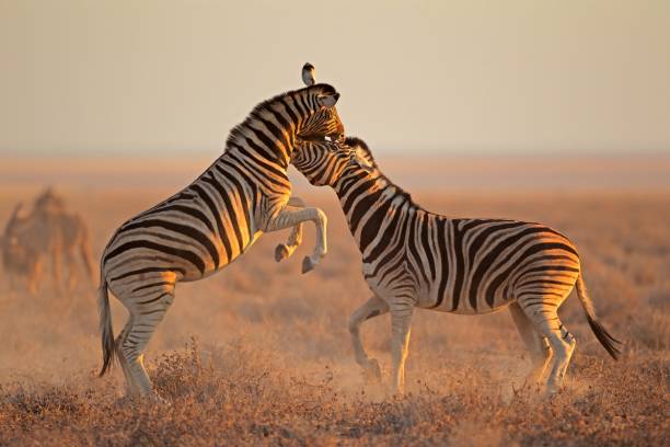 voyage Namibie Etosha parc animalier