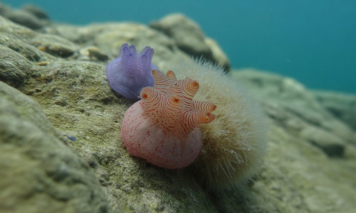 découvrez les ascidies, ces animaux marins méconnus qui peuplent les fonds marins, et apprenez-en plus sur leur rôle fascinant dans l'écosystème océanique.