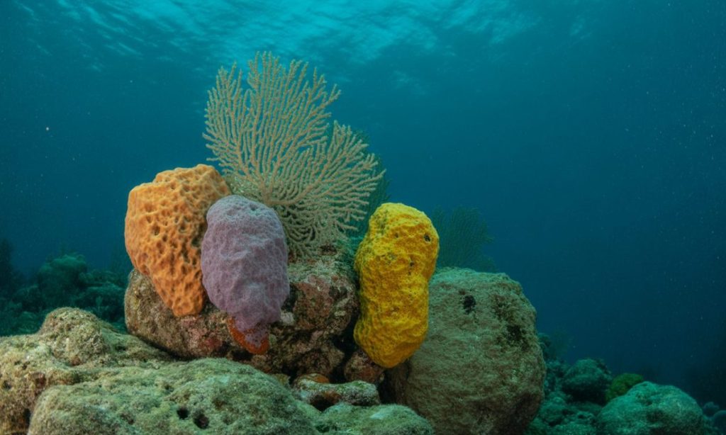 découvrez les spongiaires, ces étonnantes éponges marines qui peuplent les océans, et explorez leur rôle essentiel dans l'écosystème marin.